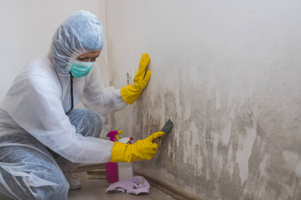Best Mold Remediation for Schools in Keuka Park, NY