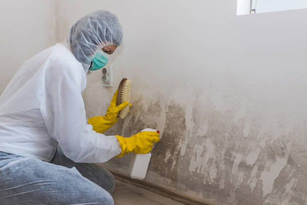 Best Post-Flood Mold Remediation in Keuka Park, NY