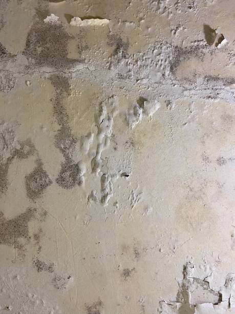 Best Residential Mold Remediation in Keuka Park, NY
